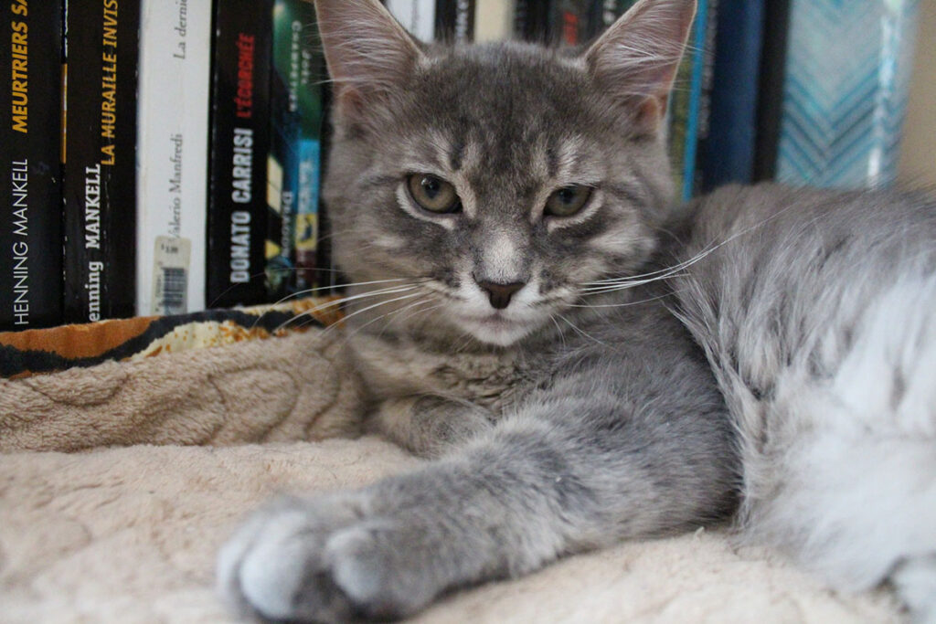 Tyche (kitten) against a book shelf